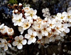 white and brown petaled flowers thumbnail