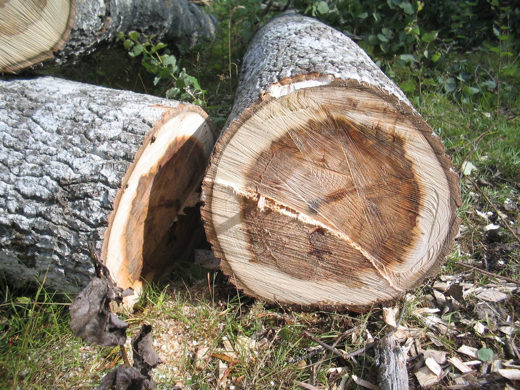 two grey and brown logs