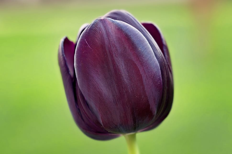 selective focus photography of maroon Tulip preview