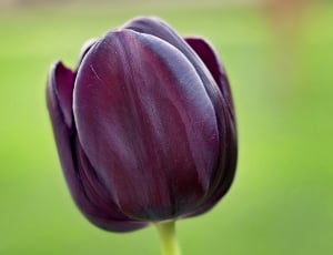 selective focus photography of maroon Tulip thumbnail