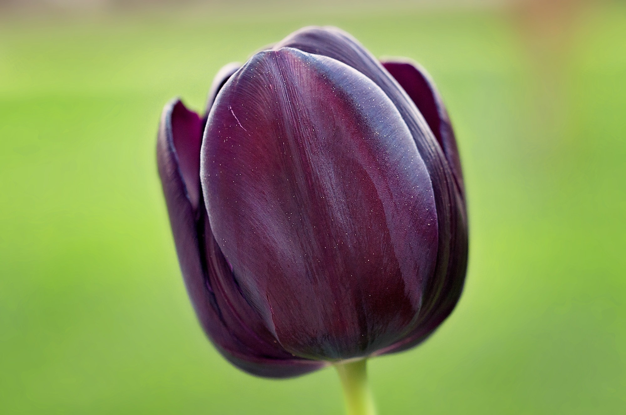 selective focus photography of maroon Tulip