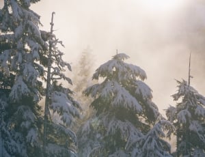 trees coat by snow thumbnail