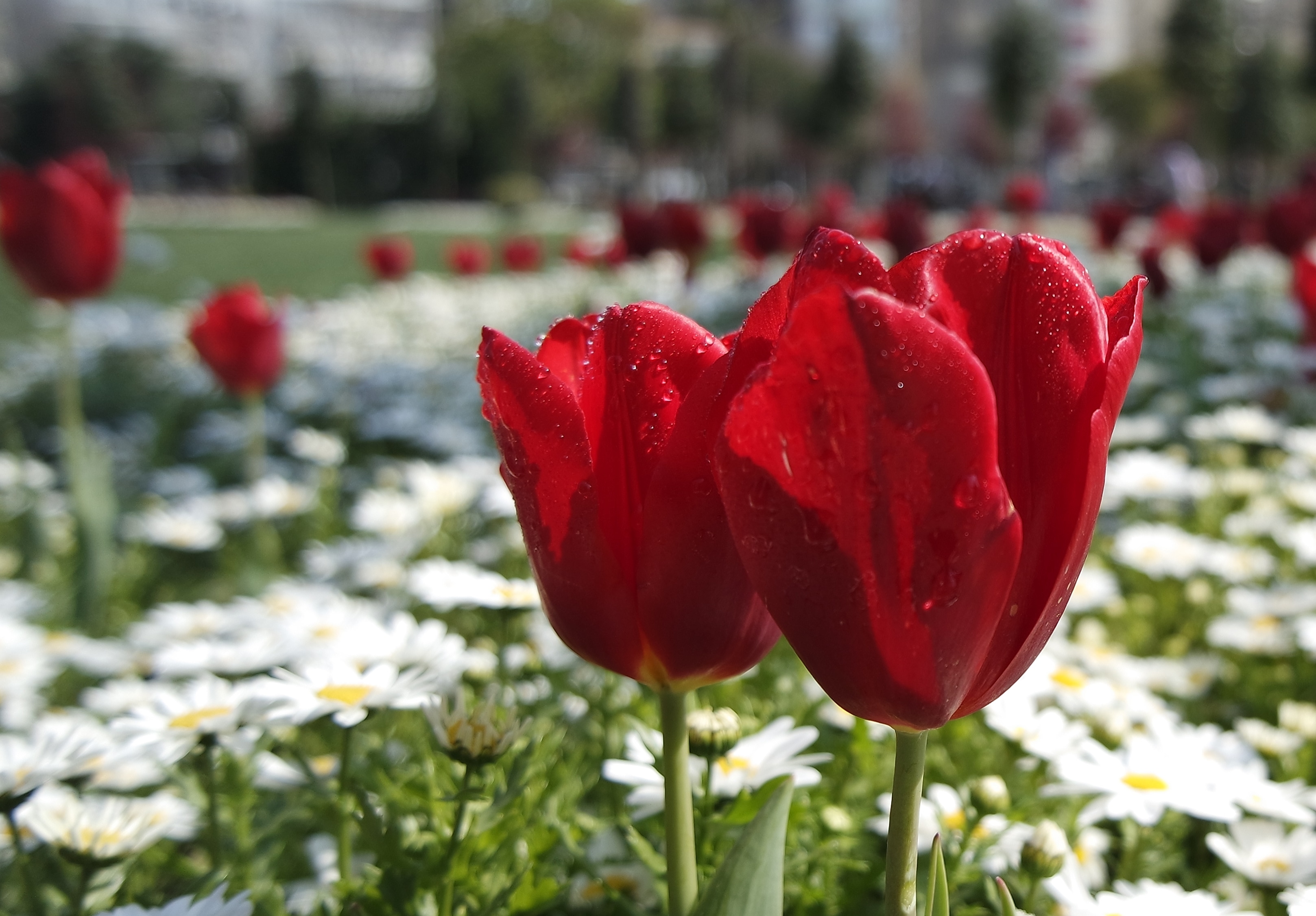 Сколько живут тюльпаны в воде. Парк Сокольники тюльпаны. Красные тюльпаны в жизни. Красно белые тюльпаны. Лепесток тюльпана.