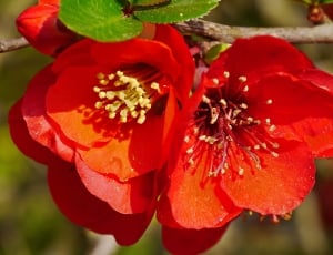 red rosehip flower thumbnail
