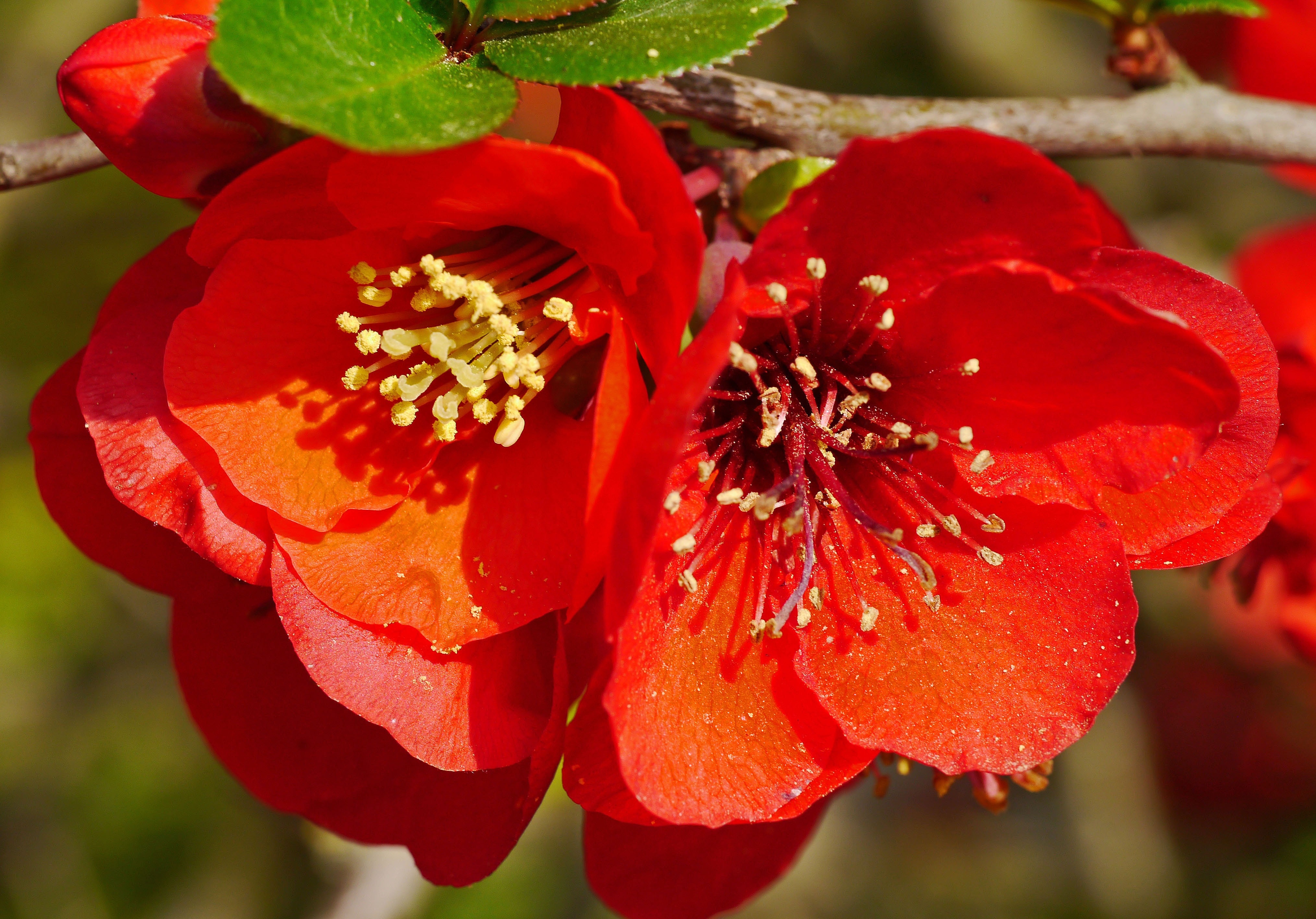 red rosehip flower