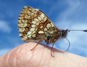 brown and white small butterfly thumbnail