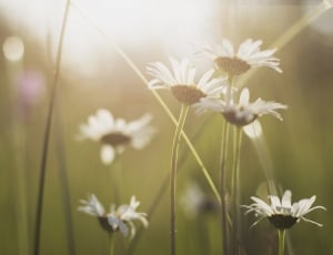 white daisies in bloom during daytime thumbnail