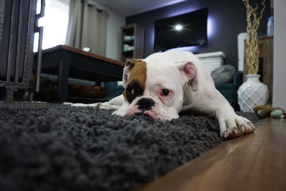 white and tan boxer lying on area rug inside the room preview
