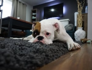 white and tan boxer lying on area rug inside the room thumbnail