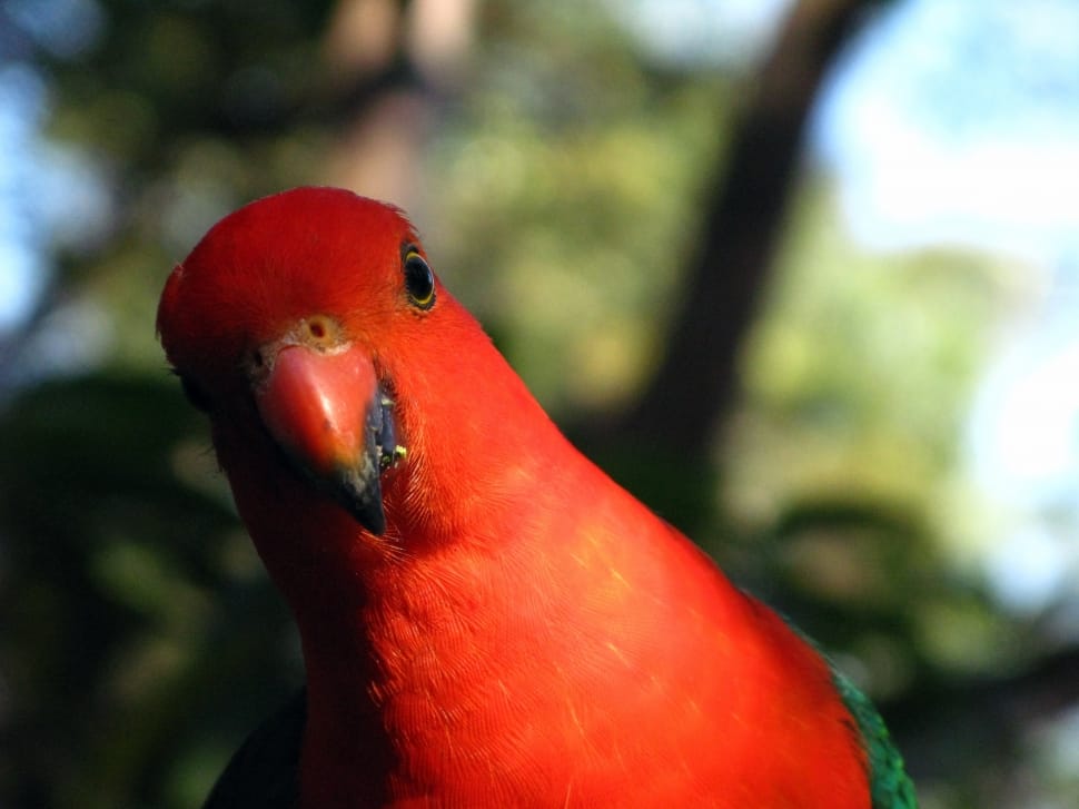 red and green parrot preview