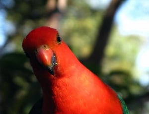 red and green parrot thumbnail