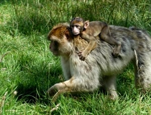 two monkey on grass field thumbnail