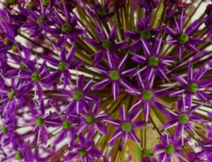 purple allium thumbnail