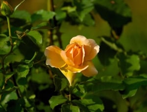 Flower, Rose, Orange, flower, petal thumbnail