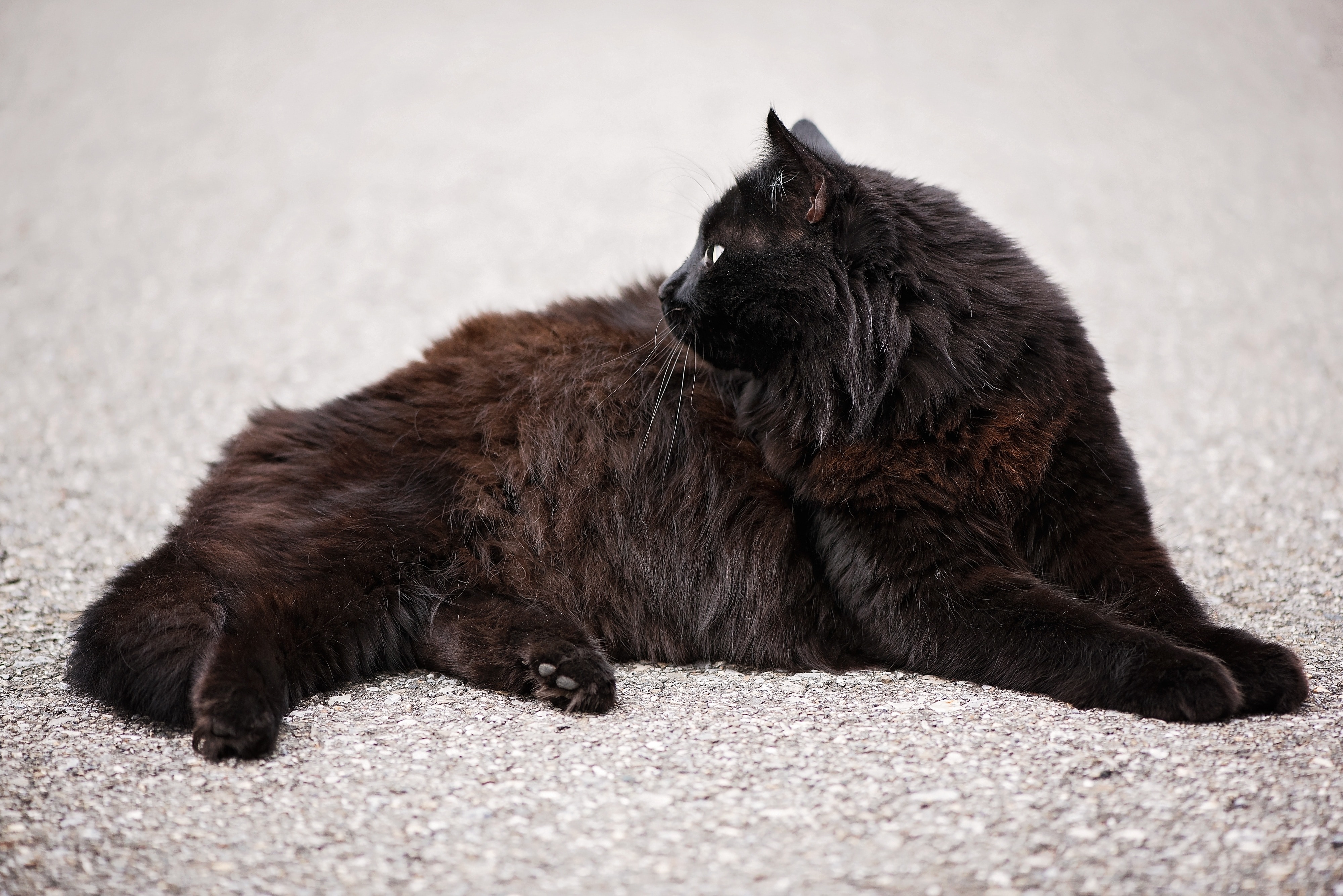 brown long furred cat