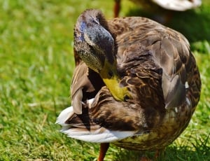 brown feathered duck thumbnail