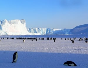 colony of penguins thumbnail