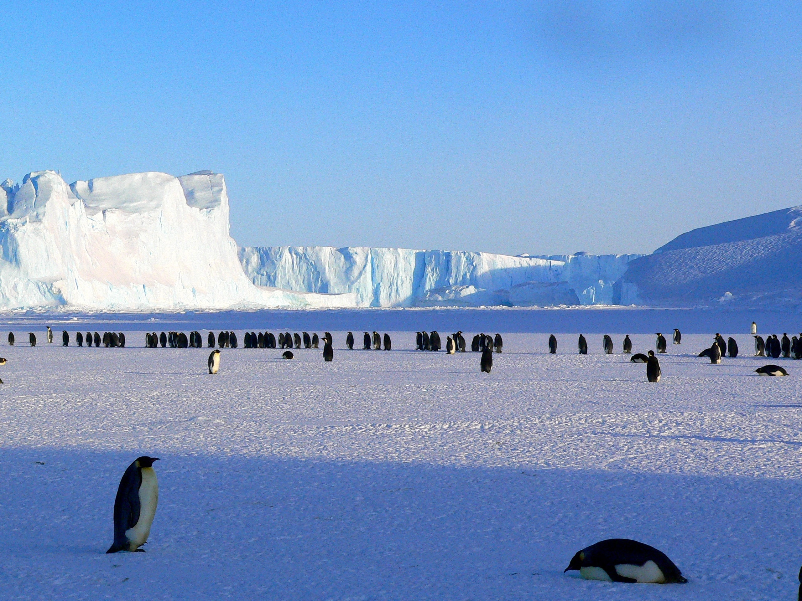 colony of penguins