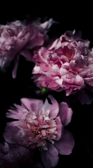 three purple and white petaled flowers thumbnail