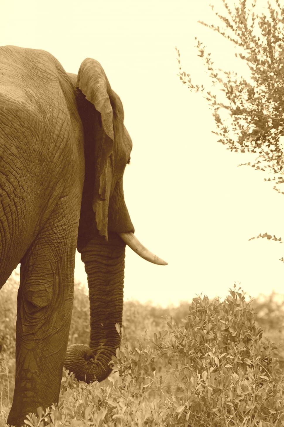 husk elephant preview