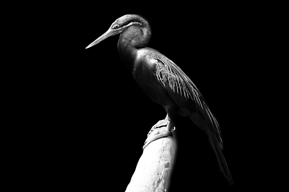 bird grayscale photo preview