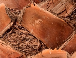 brown cut wood thumbnail