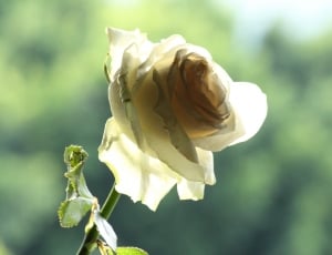 Rose, Romantic, Love, Flower, White, flower, nature thumbnail