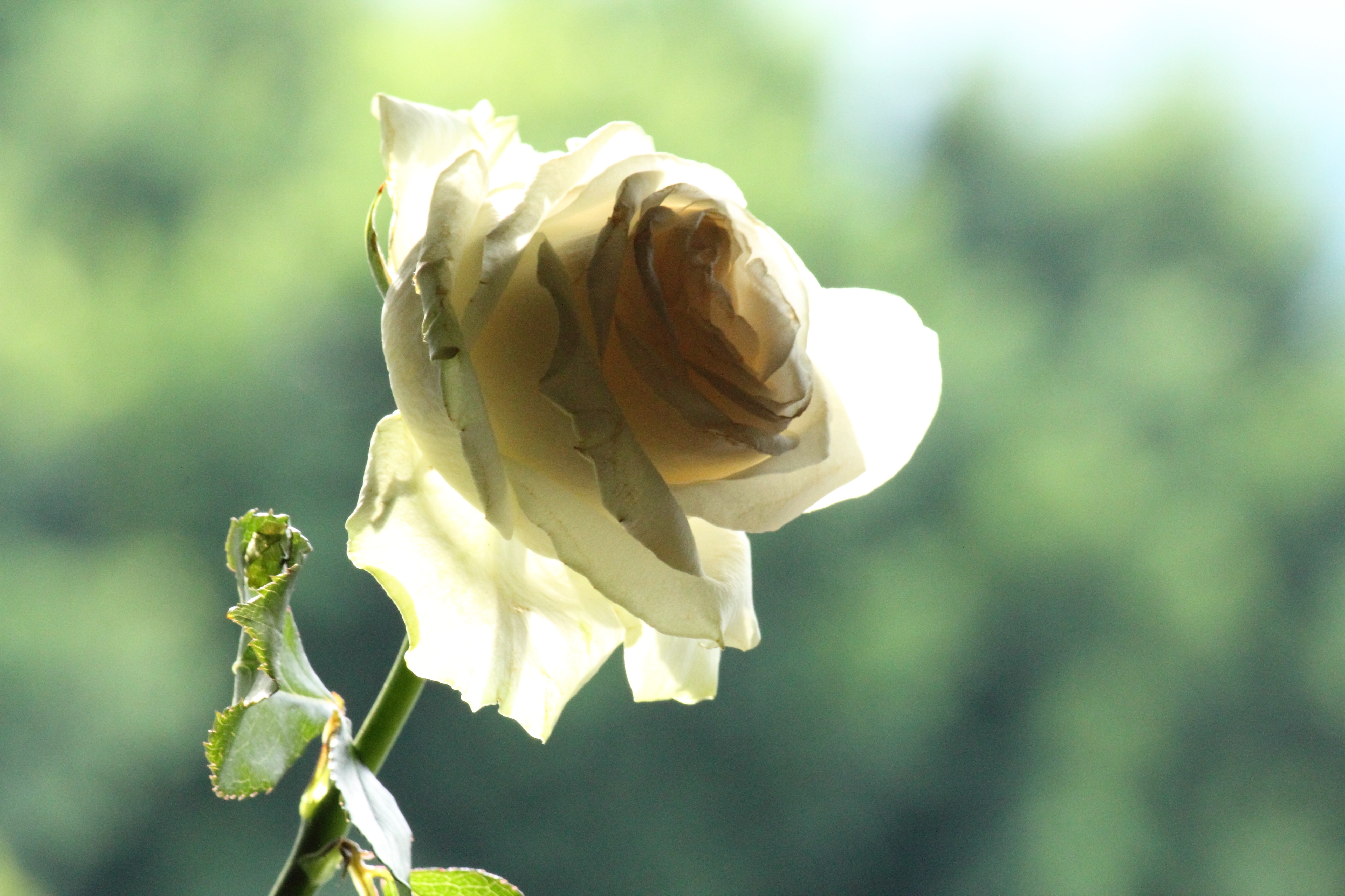 Rose, Romantic, Love, Flower, White, flower, nature