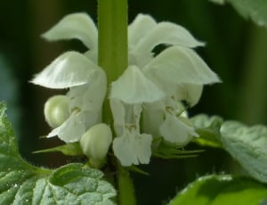 White Deadnettle, Dead Nettle, Flower, flower, green color thumbnail