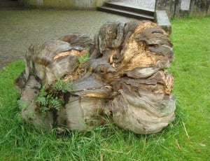 tree stump on ground thumbnail