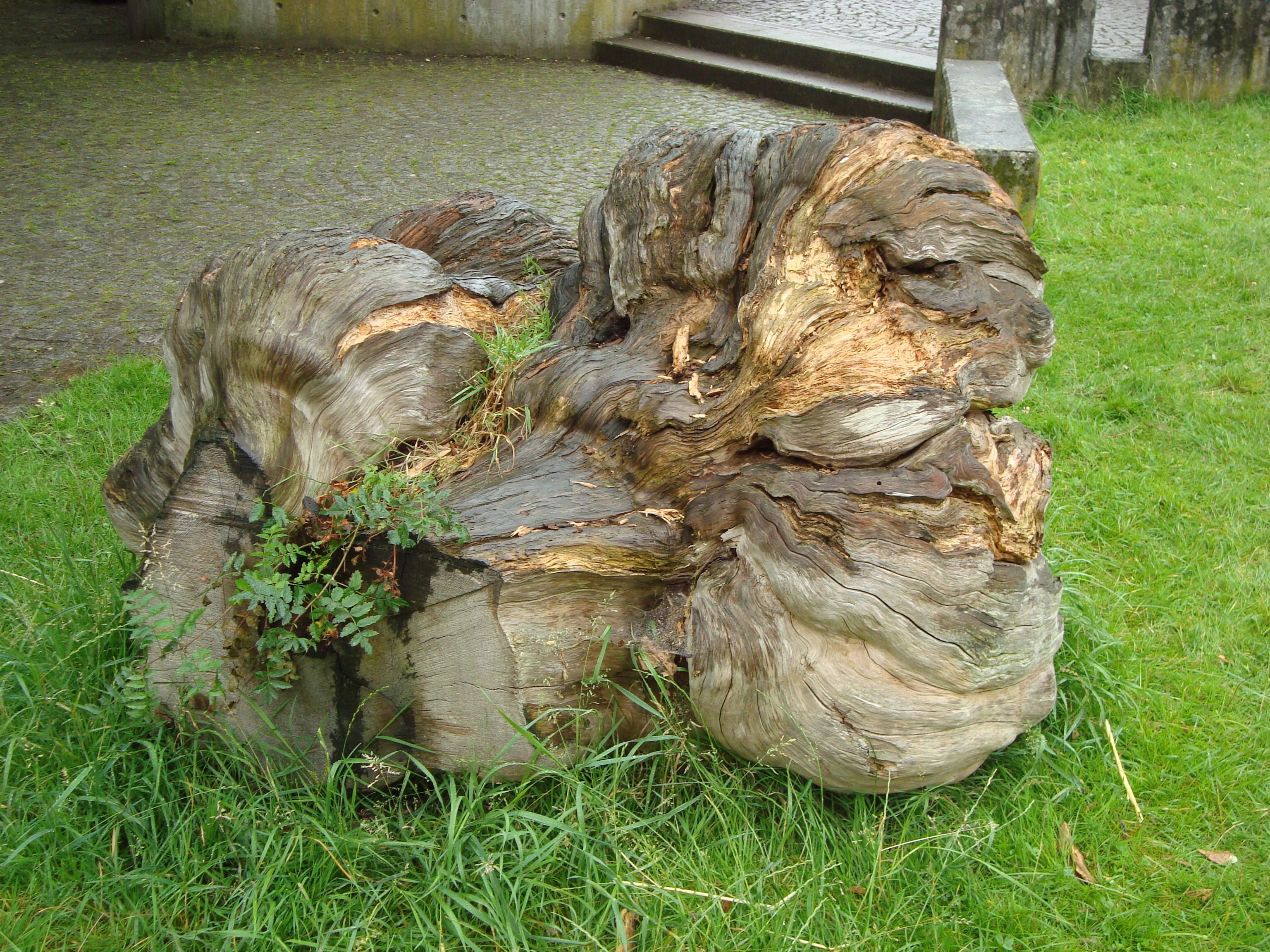 tree stump on ground