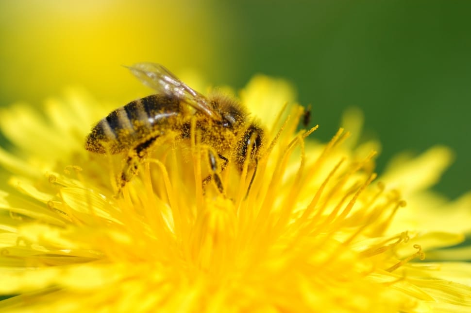 honeybee on yellow petaled flowe preview
