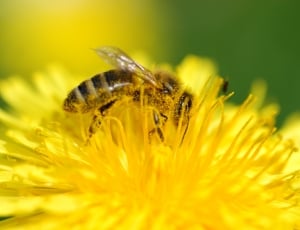 honeybee on yellow petaled flowe thumbnail