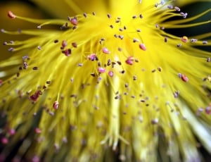 yellow fringe multipetal flower thumbnail