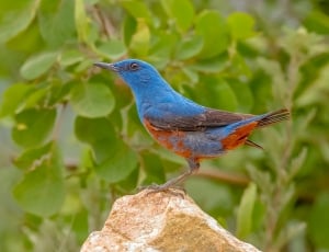 blue orange and gray humming bird thumbnail
