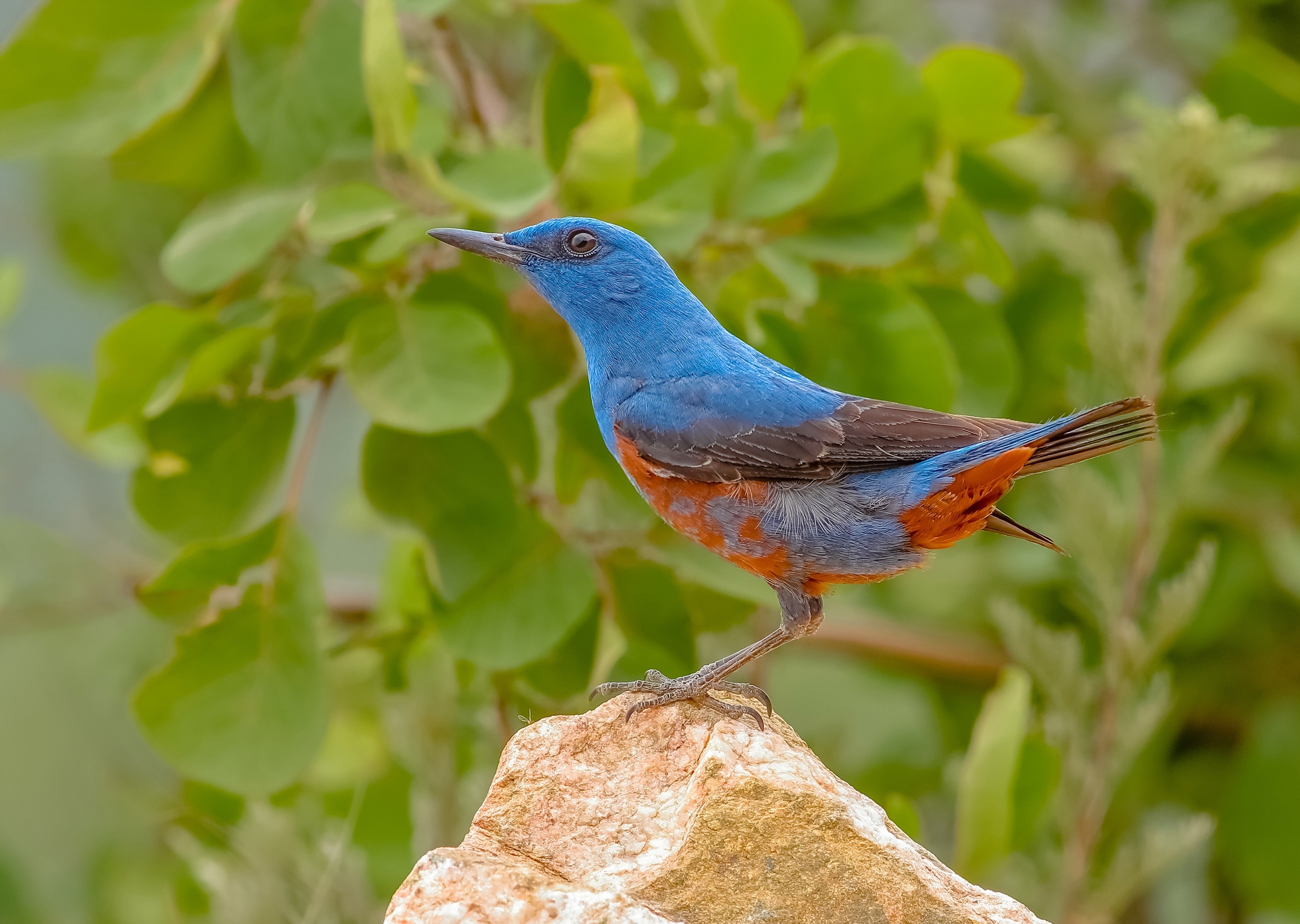 blue orange and gray humming bird