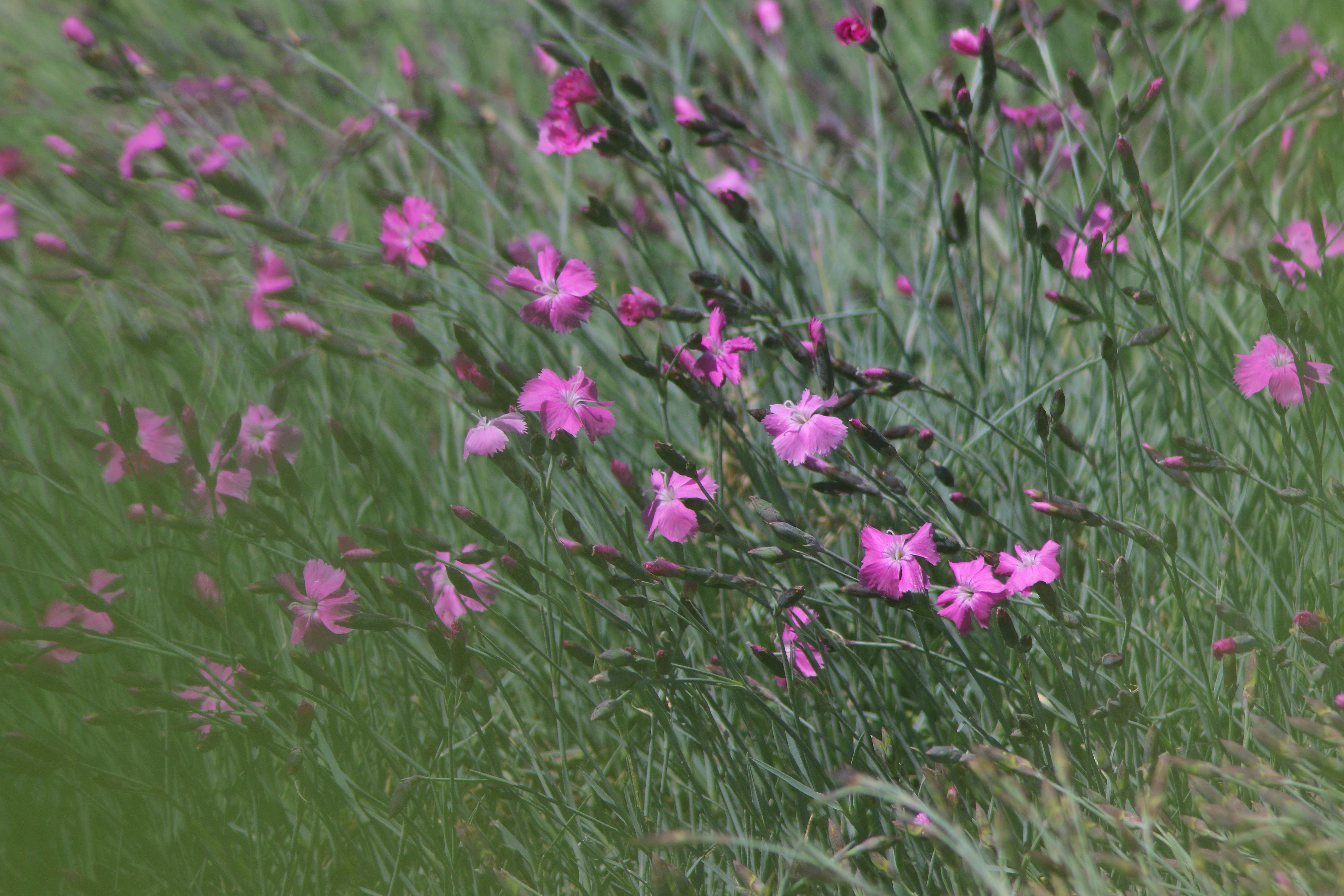 purple petaled flowers