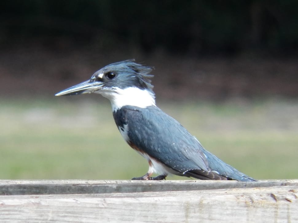 Belted Kingfisher preview