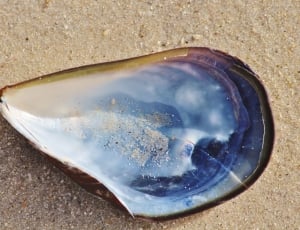 blue and purple clamp shell thumbnail