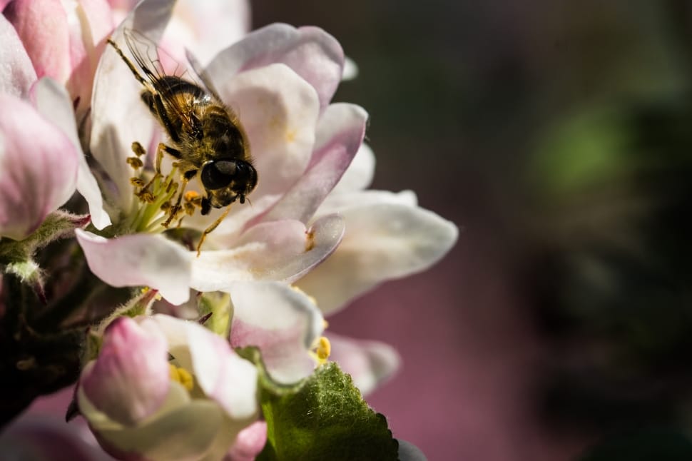 Apple Bee on flower preview
