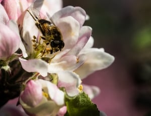 Apple Bee on flower thumbnail