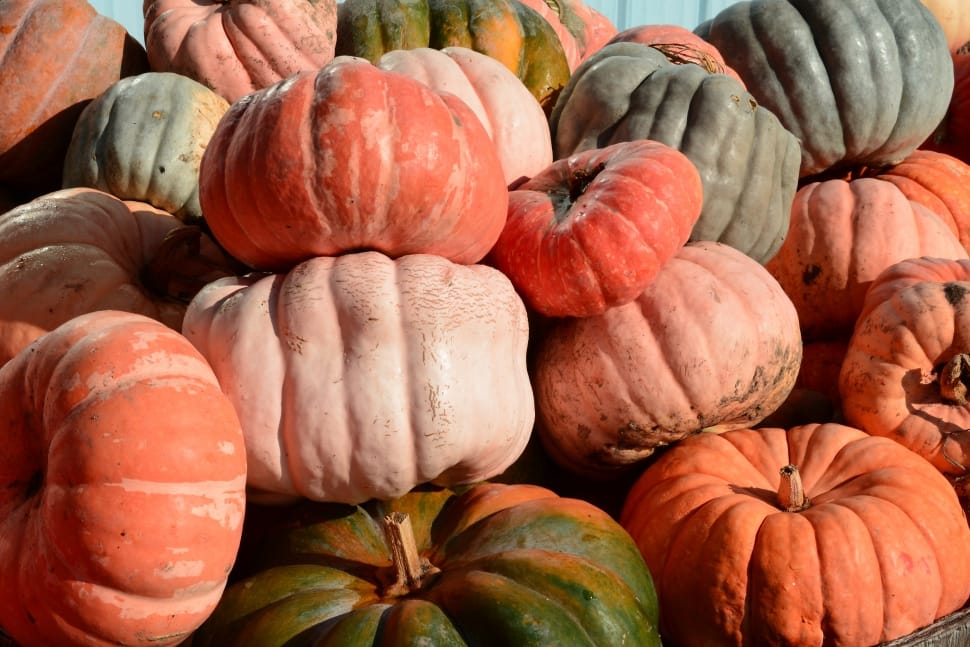 Patch, Halloween, Orange, Pumpkins, pumpkin, halloween preview