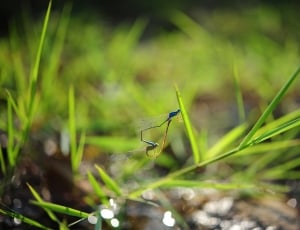 2 blue, and yellow, damselflies mating perched on green grass in shallow focus lens thumbnail