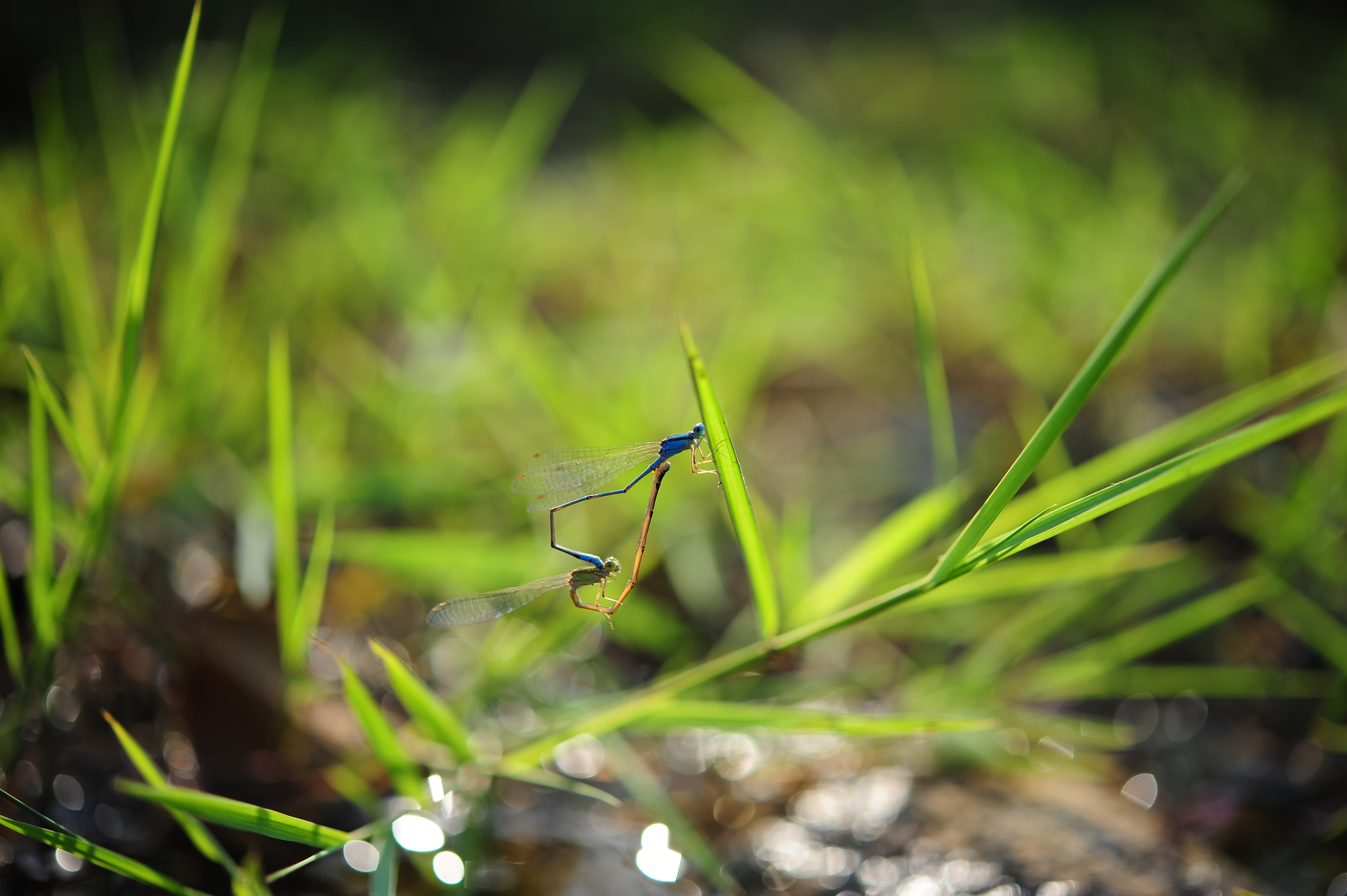 2 blue, and yellow, damselflies mating perched on green grass in shallow focus lens