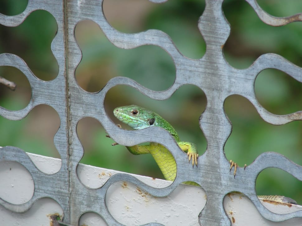 shallow focus photography of green lizard preview