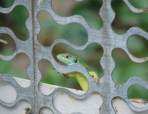 shallow focus photography of green lizard thumbnail