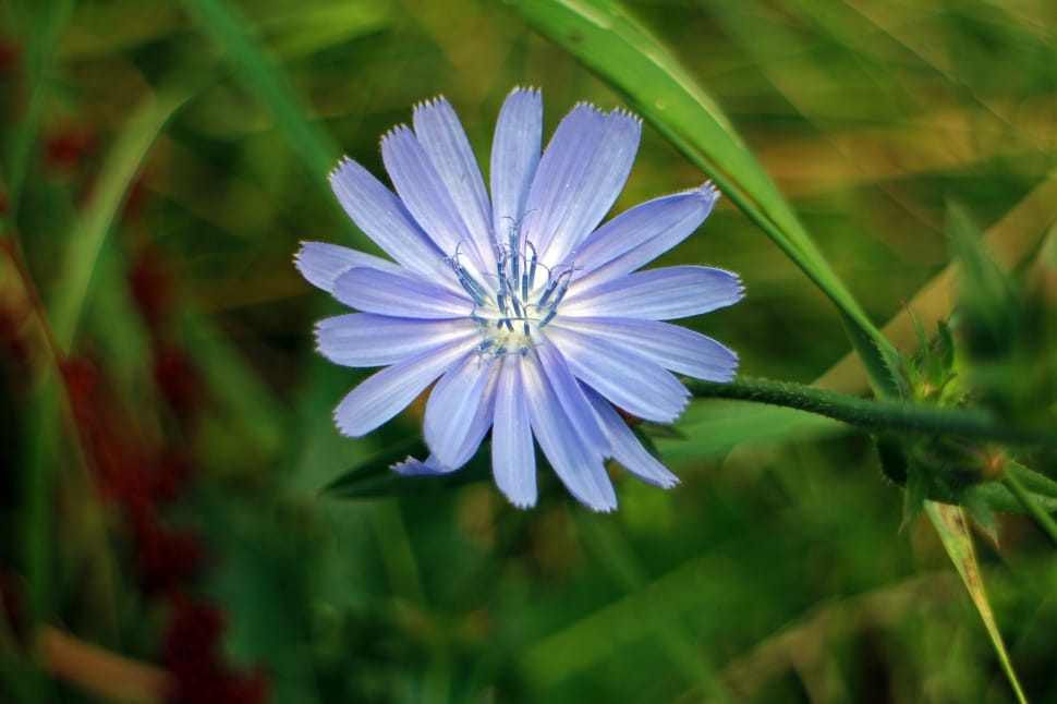 Bloom, Blossom, Chicory, Violet, Flower, flower, growth preview