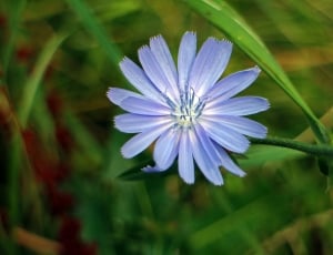 Bloom, Blossom, Chicory, Violet, Flower, flower, growth thumbnail