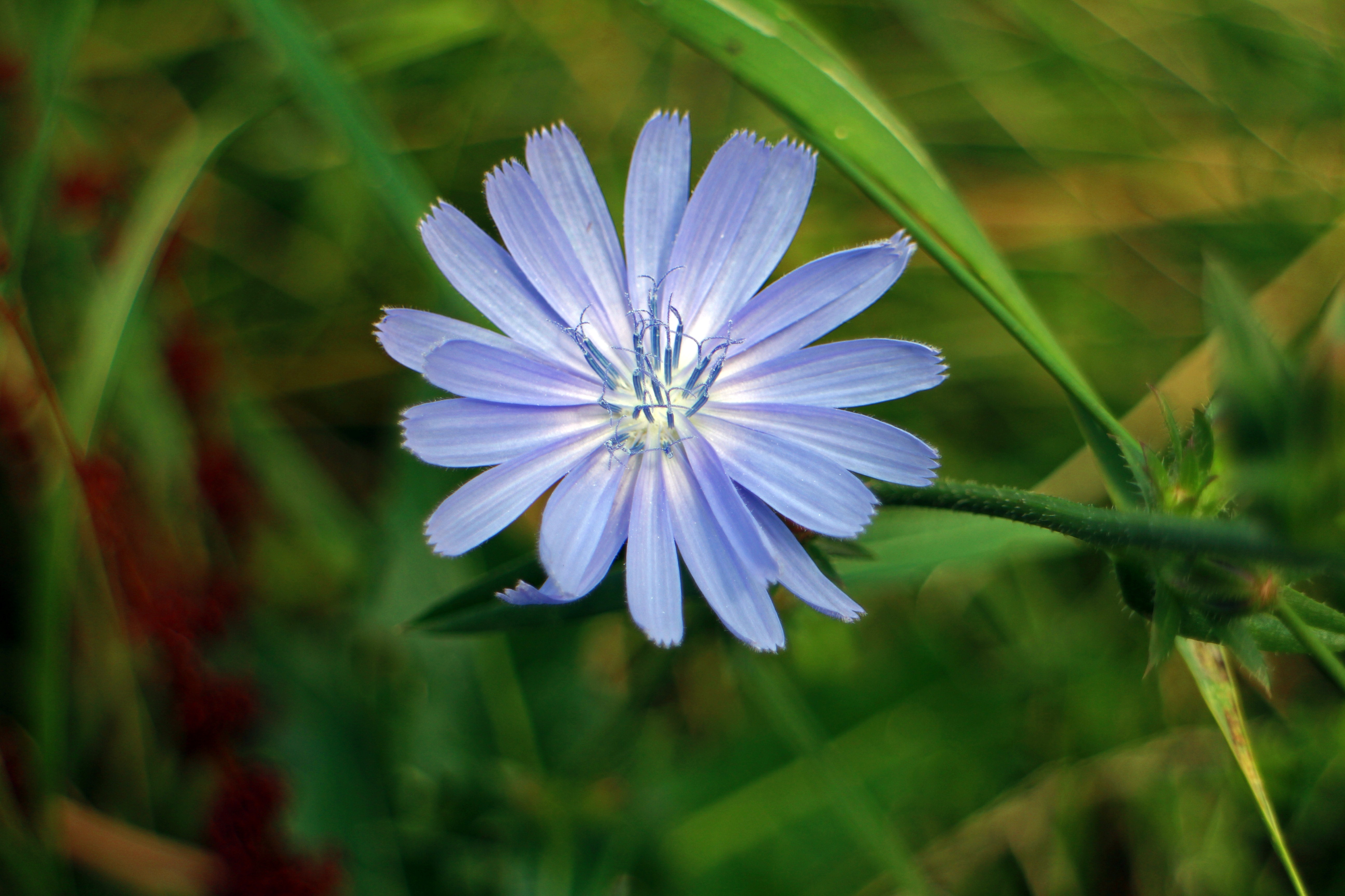 Bloom, Blossom, Chicory, Violet, Flower, flower, growth