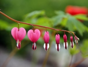 Flower, Bleeding Heart, Plant, pink color, flower thumbnail